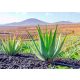  Aloe palánta 0,5-1 literes edényben