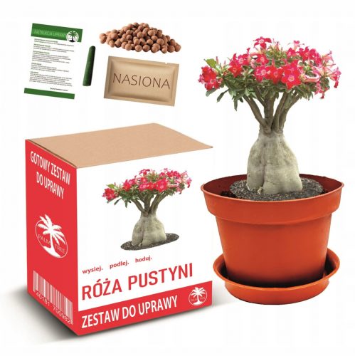  DESERT ROSE virágfa bonsai termesztő készlet