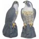 Falcon Bird Repeller Pigeon Sparrows 42cm