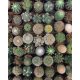  Kaktuszpalánták 0,5 literes edényben