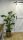  Strelitzia Reginae palánta 0,5 literes edényben