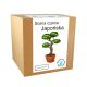  Japán feketefenyő bonsai termesztőkészlet