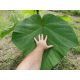  Paulownia Shan Tong magok 100 db