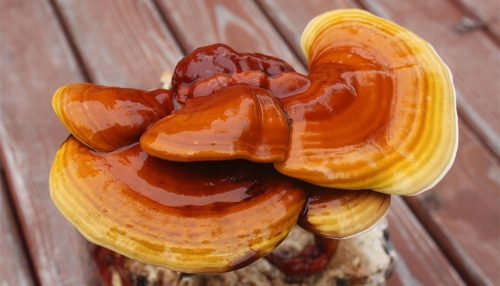  A REISHI fényes gomba micélium a szemeken 1l