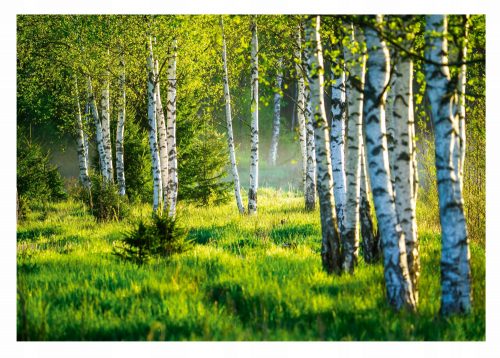 Fotótapéta BIRCH FOREST 3D Birch Trees 368x254