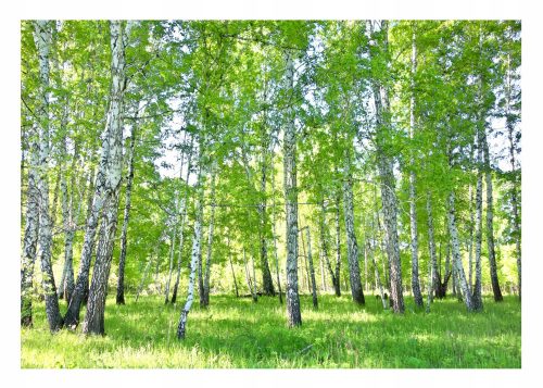 3D fotótapéta BIRCH FOREST Nyírfák 368x254