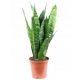  Sansevieria Zeylanica Sansevieria Snake növény