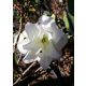  Rhododendron és azálea, palánták 2-3 literes edényben, 20-30 cm