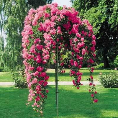  Rózsaszín rózsa palánta 2-3l 120 cm-es edényben