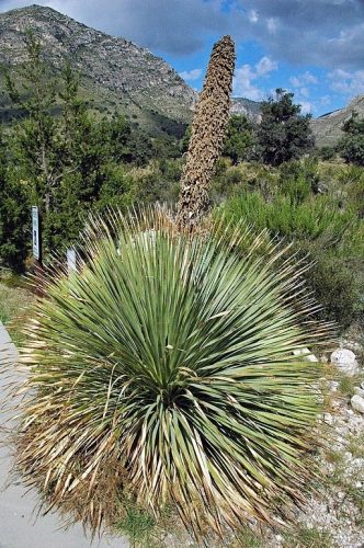  DASYLIRION WHEELERI 50X SEEDS Fás fű