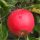  Genf Korai almafák, csupasz gyökerű palánta, 110-120 cm