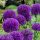  Allium Ornamental Garlic Purple Rain 5 izzó