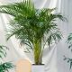  Areca areca - dypsis lutescens GREEN PALM XL