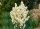  Kerti yucca CAROLIŃSKA örökzöld GYÖNYÖRŰ virágok