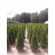  THUJA THUJA EMERALD 120-140cm szállítás SZÁLLÍTÁS