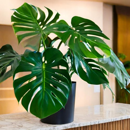  Monstera deliciosa – NAGY LYUKÚ LEVELEK