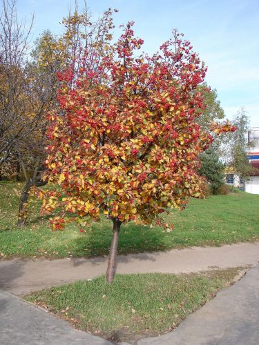  Rowan és fehér berkenye palánta 1-2l-es edényben, 15-25 cm