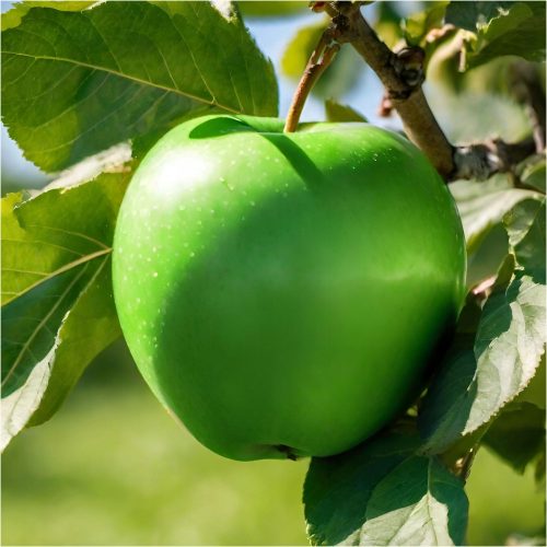  Mutsu almafák, csupasz gyökerű palánta, 110-130 cm