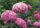  Piros, tarka, rózsaszín hortenzia, palánta 3-5l-es edényben, 20-30 cm