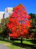 Amerikai ámbra Liquidambar ColorfulIn Autumn