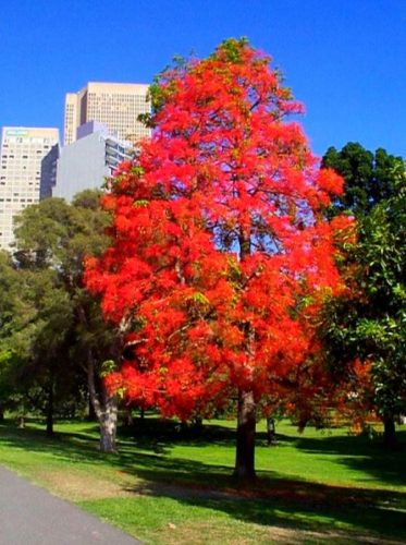  Amerikai ámbra Liquidambar ColorfulIn Autumn