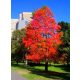 Amerikai ámbra Liquidambar ColorfulIn Autumn