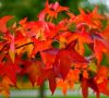 Amerikai ámbra Liquidambar ColorfulIn Autumn