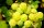  A szőlőpalántát 1-2l 10-20 cm-es edényben alapozzuk meg