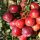  Nagy gyümölcsű áfonya Korai Richard cserepes palánta
