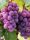  Einset Seedles szőlő, palánta 1-2l-es edényben, 40-50 cm
