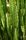  Euphorbia Trigona Hárombordás szár