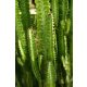  Euphorbia Trigona Hárombordás szár