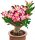 ADENIUM DESERT ROSE Adenium Obesum ADENIUM FEKETE