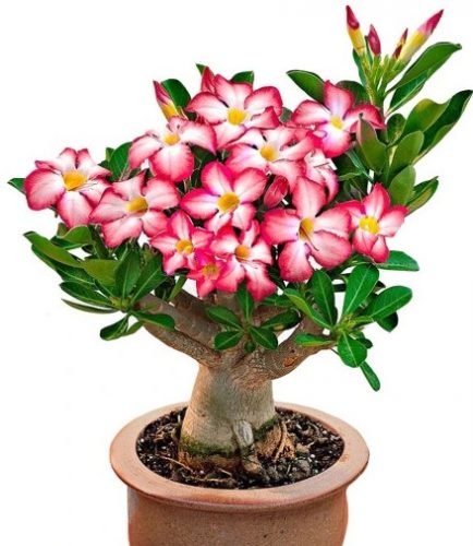 ADENIUM DESERT ROSE Adenium Obesum ADENIUM FEKETE