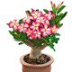 ADENIUM DESERT ROSE Adenium Obesum ADENIUM FEKETE