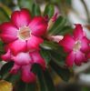 ADENIUM DESERT ROSE Adenium Obesum ADENIUM FEKETE