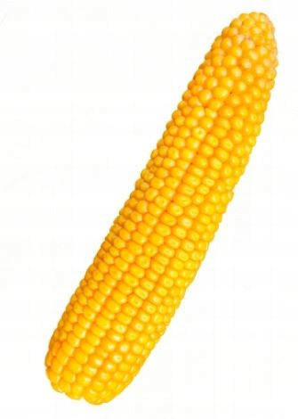 Corn Legion vetőmag gabonaszilázs FAO 260