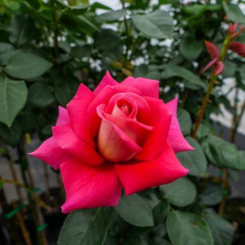  Rózsapalánta 1-2l 30 cm-es edényben