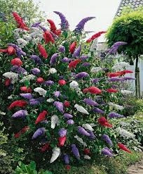  Tricolor buddleia TRIKOLOR - PREMIUM VETŐK