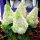  Fehér hortenzia, palánta 2-3l-es edényben, 30-50 cm