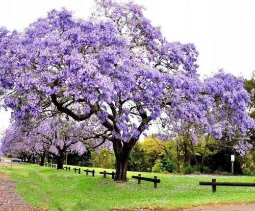  Paulownia tomentosa császári boldogságfa P9