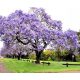  Paulownia tomentosa császári boldogságfa P9