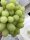  Dolgozhdanyj szőlő, palánta 3-5l-es edényben, 100-120 cm