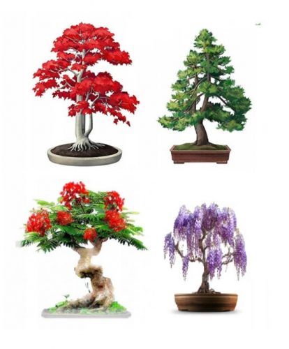 Adventi naptár - Bonsai indító indító készlet. Kiegészítők