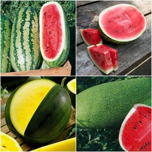  GÖRÖGdinnye MAGGYŰJTEMÉNY készlet, görögdinnye 4 fajta
