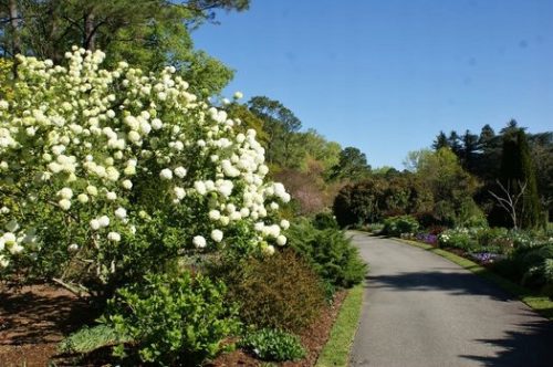  Viburnum Japonicum fényes fehér levelei Nagy 3L