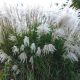  Miscanthus KLEINE SILBERSPINNE Palánta 2l-es cserépben