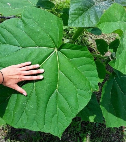 PAULOWNIA FLÖHÖS OXIGÉNFA VETÉSEK