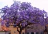 PAULOWNIA FLÖHÖS OXIGÉNFA VETÉSEK