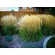  CALAMAGROSTIS RED GREENER KARL FOERSTER SEDING 2Y